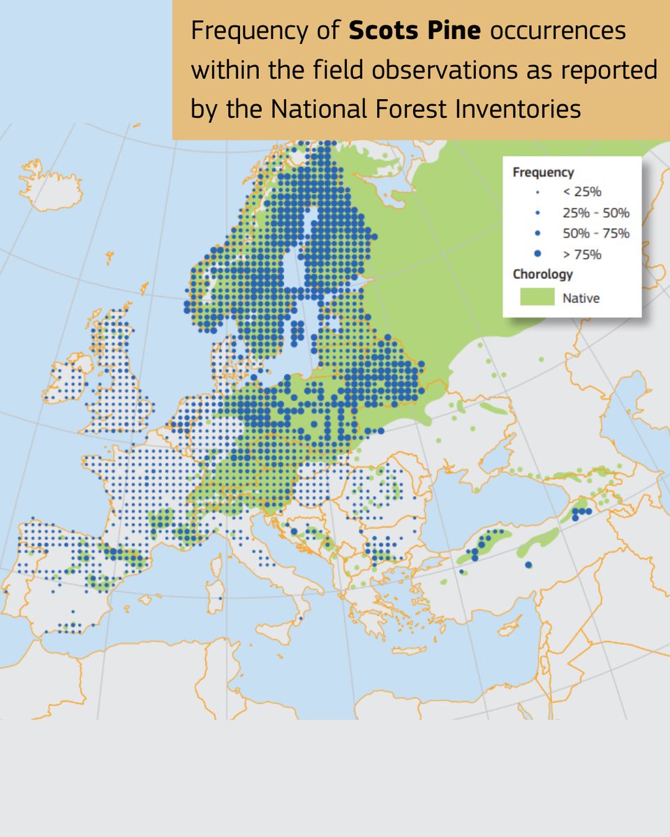 EU_ENV's tweet photo. Enjoy walks in nature this holiday season with our guide to pine trees 🌲

Look out for the Scots pine, the most common pine tree in the 🌍 world, which has a lifespan of up to 500 years.

Learn more about 🇪🇺 forest tree species 👉 https://t.co/RBZH5Ujc4P

#EUForests https://t.co/PlPAnh12Xc