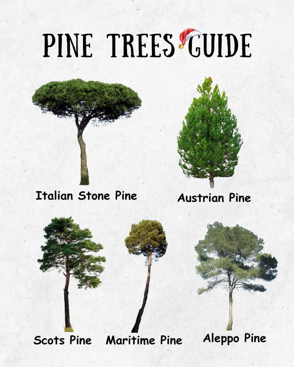 EU_ENV's tweet photo. Enjoy walks in nature this holiday season with our guide to pine trees 🌲

Look out for the Scots pine, the most common pine tree in the 🌍 world, which has a lifespan of up to 500 years.

Learn more about 🇪🇺 forest tree species 👉 https://t.co/RBZH5Ujc4P

#EUForests https://t.co/PlPAnh12Xc