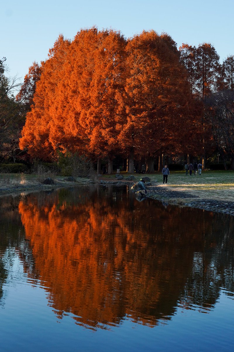 Gz_Quozy's tweet photo. 赤い反射
#水元公園 #ILCE6600 #tamron35150mm https://t.co/zCRrwf4plt