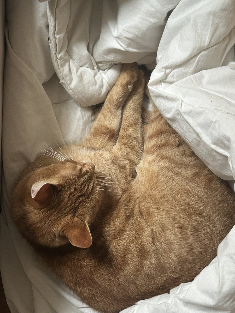 vieosour's tweet photo. Adiu a tots !!
Dehors le #cielgris et triste domine … alors le #chatroi reste bien au chaud !!
#froid https://t.co/N069l8FUDB
