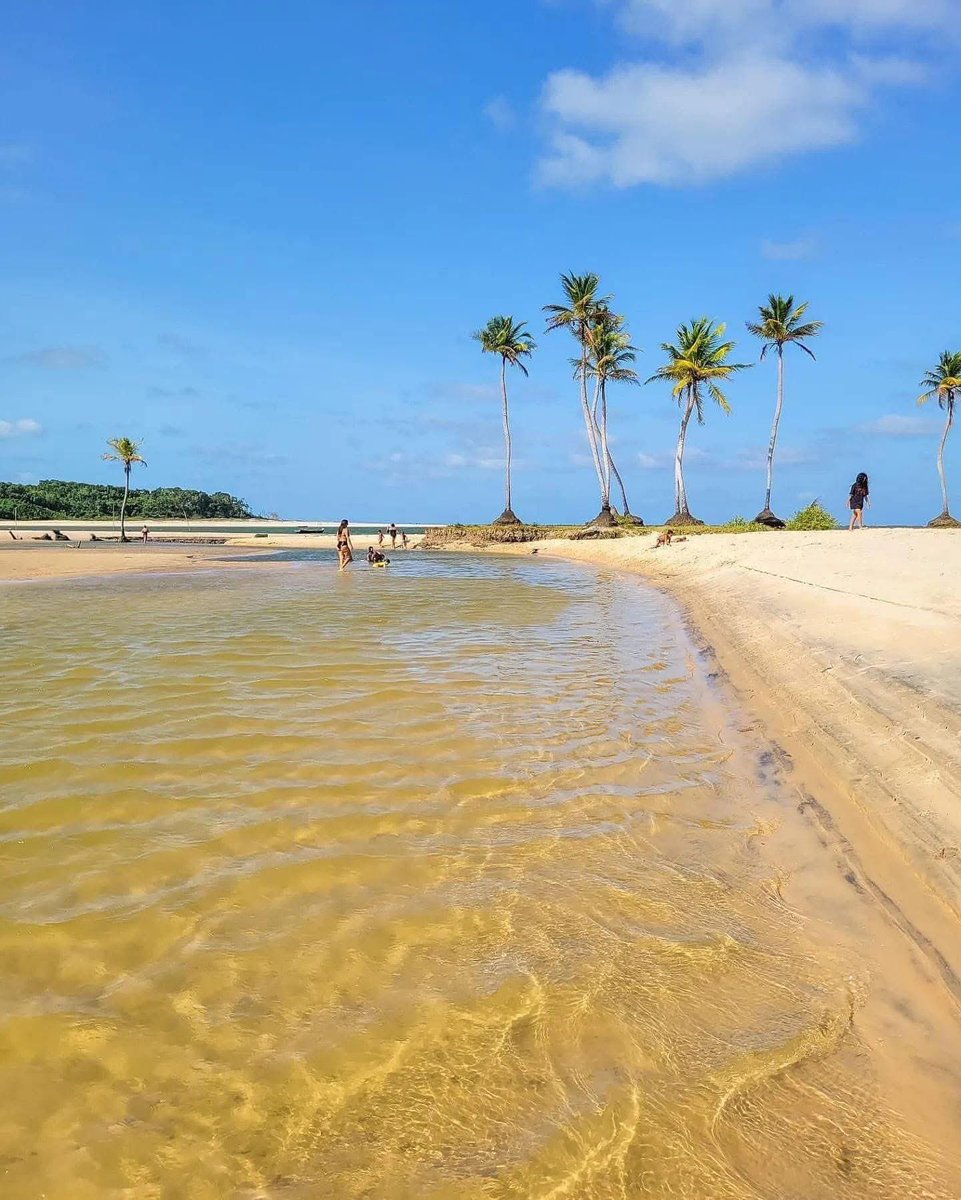 franssinete's tweet photo. Bom dia, amig@s, que a semana seja leve e produtiva para tod@s nós. E vamos que vamos! Nas imagens de Bufallos_Brocados, a deslumbrante praia do Caju-Una, em Soure, arquipélago do Marajó, Amazônia parauara. @uruatapera @gabiflorenzano #Soure #Marajó #VisitSoure https://t.co/VjY2oXALxL