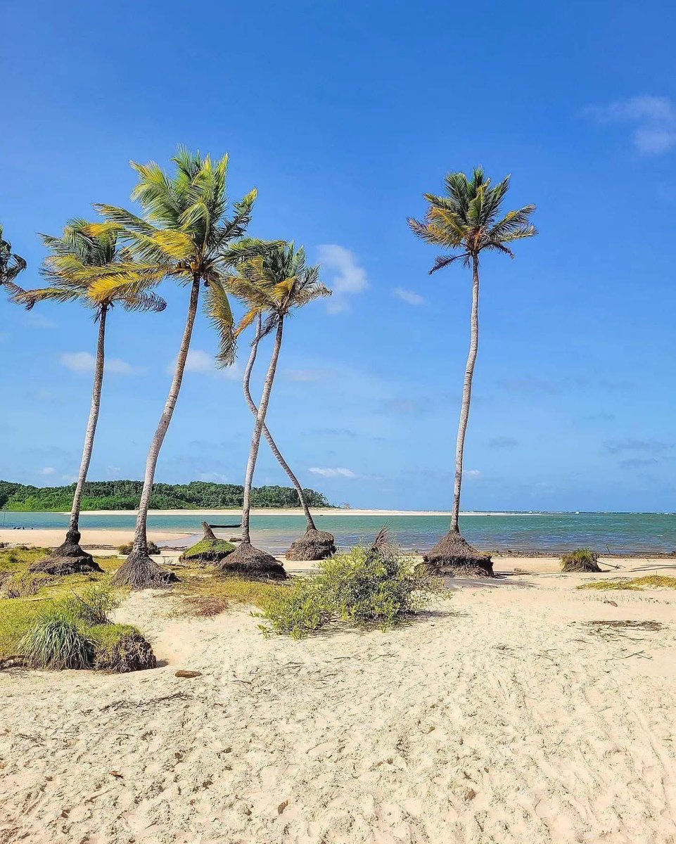 franssinete's tweet photo. Bom dia, amig@s, que a semana seja leve e produtiva para tod@s nós. E vamos que vamos! Nas imagens de Bufallos_Brocados, a deslumbrante praia do Caju-Una, em Soure, arquipélago do Marajó, Amazônia parauara. @uruatapera @gabiflorenzano #Soure #Marajó #VisitSoure https://t.co/VjY2oXALxL