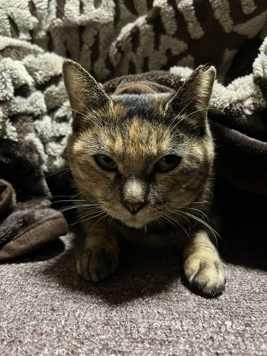 donchintan696's tweet image. おはようございます

こっちおいで

#メルモ
#こたつねこ