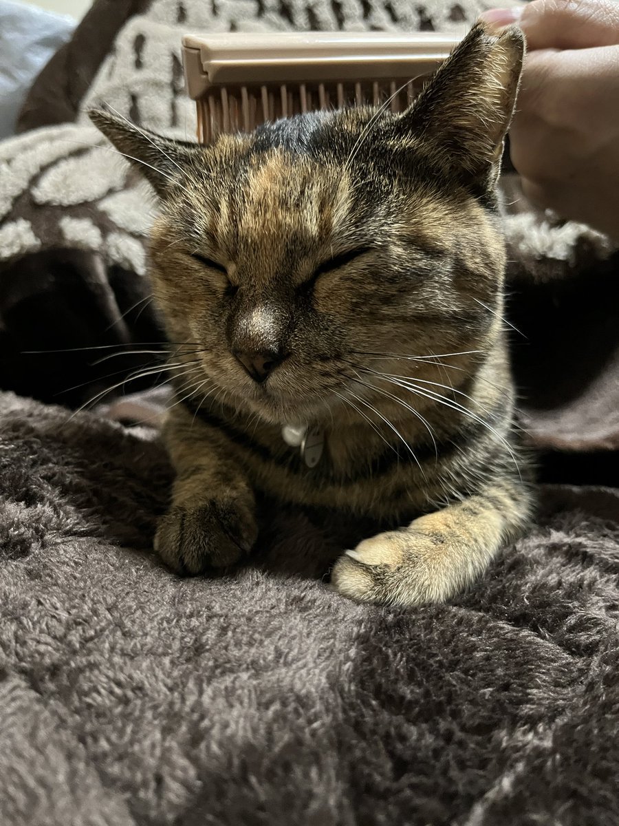 donchintan696's tweet image. おはようございます

こっちおいで

#メルモ
#こたつねこ