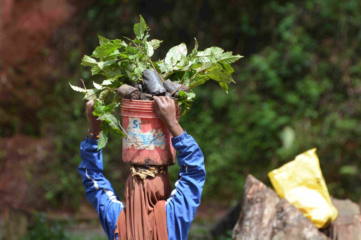 📣 OUT NOW! Our latest #ReForestFund report.
Learn how we're restoring #forests around the world to benefit people, #nature &amp; #climate 🌳

Includes new projects in Peru, Argentina and Uganda.
Together, we can make a lasting impact!

Read more 👉 bit.ly/3VCTrGp