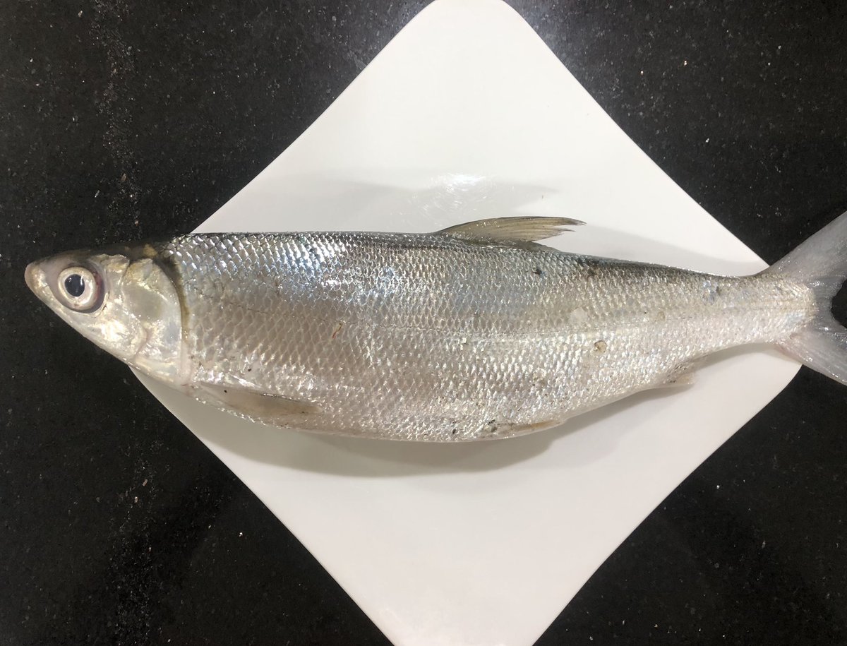 CULI29205325's tweet photo. 今宵の娘🐟は😍初魚
Cá măng sữa(サバヒー)かな🧐
#44cm
#75K丼
#変な名前😢 https://t.co/TIzGk7gwiB