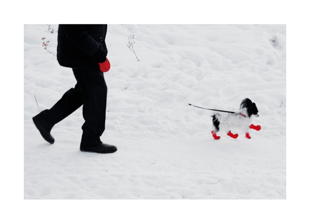 IriArbor's tweet photo. Funny moments of winter❄ https://t.co/yDJ4mAxYPD