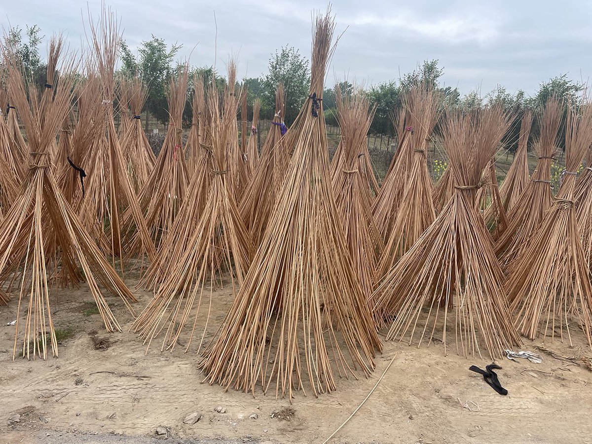 🌿The willow harvest is underway at our plantation. High-quality willow for sustainable wicker coffins and eco-friendly funeral solutions.

#WillowHarvest #SustainableMaterials #WickerCoffins #WillowCasket #EcoFriendlyFunerals #GreenFunerals #NaturalBurial #LunenWicker