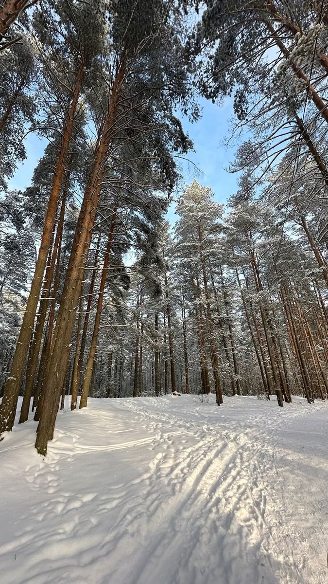 MarkYuma7879's tweet photo. Enjoying a winter break today with a quiet walk through the forest. It’s amazing how nature helps clear the mind and recharge for the work ahead. A reminder of how important balance is in both life and work. https://t.co/r3BR8qbM2Z