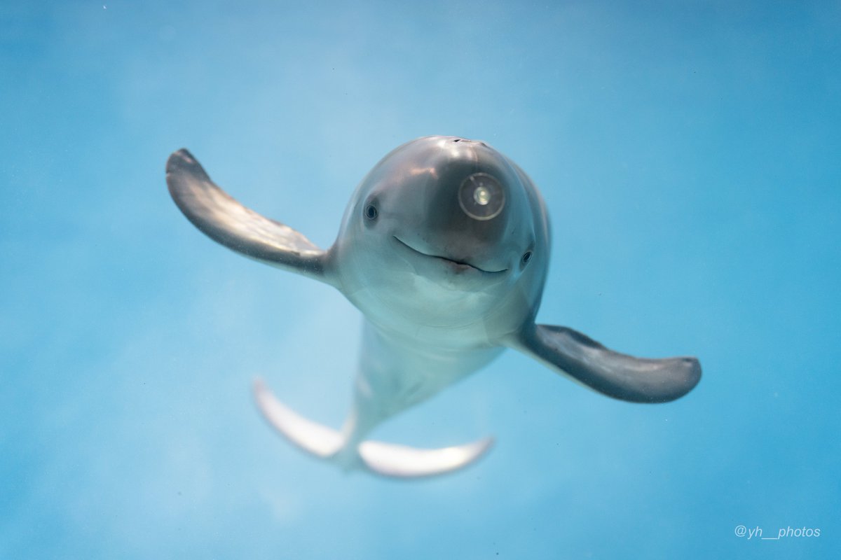 吸盤を目印にスナメリがやってきた
かわいいね🐬
#海響館