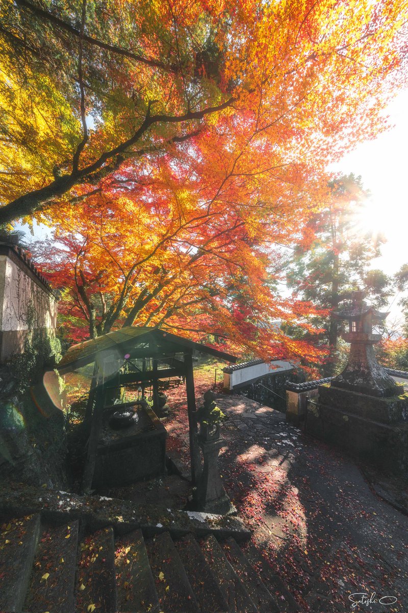 Masala873's tweet photo. 今年は結局紅葉は一回のみの撮影でした。日本に帰ってきて以来最少。でも長崎市内にいい場所を見つけられたのでよかった。

#妙光寺 #tokyocameraclub https://t.co/23dEvB0Uh4