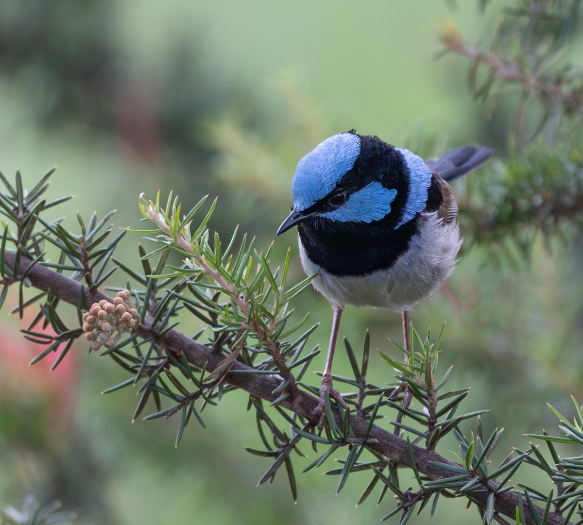 Superb fairywren- Jerrabomberra Wetlands
