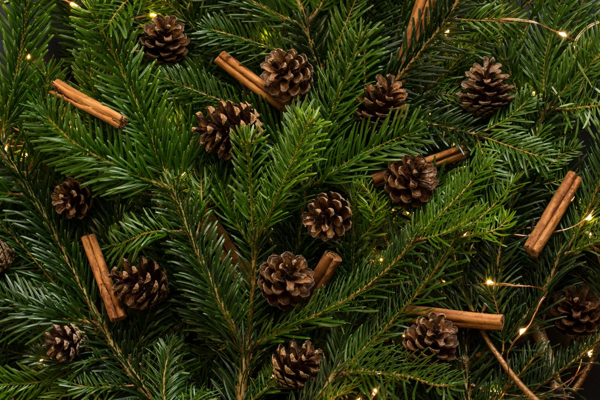 BulkGroup's tweet photo. If you're fashionably late getting the decorations out each year, at least make sure you've got the ultimate festive centrepiece with our locally grown Xmas Trees! 

Cards welcome, free local delivery &amp; a January charity collection scheme - choose a tree today we're here 'til 5pm https://t.co/ZZyEQGlkA0