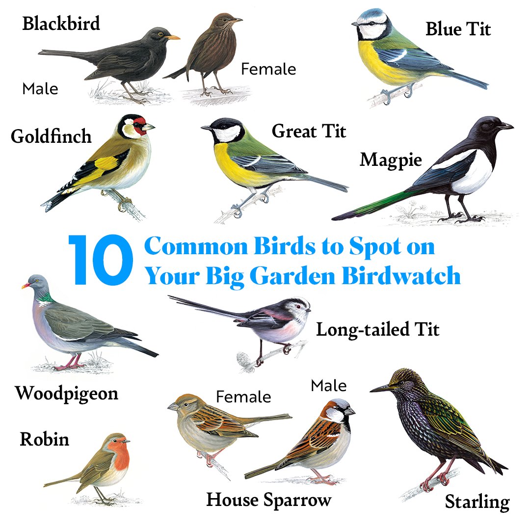 The #BigGardenBirdwatch will be here before you know it!

Let's get some ID practice in with 10 familiar faces... 🐦👀

From dazzling Goldfinches to cheeky Robins, are any regulars on your patch?

Don't forget to sign up: brnw.ch/21wPrf7