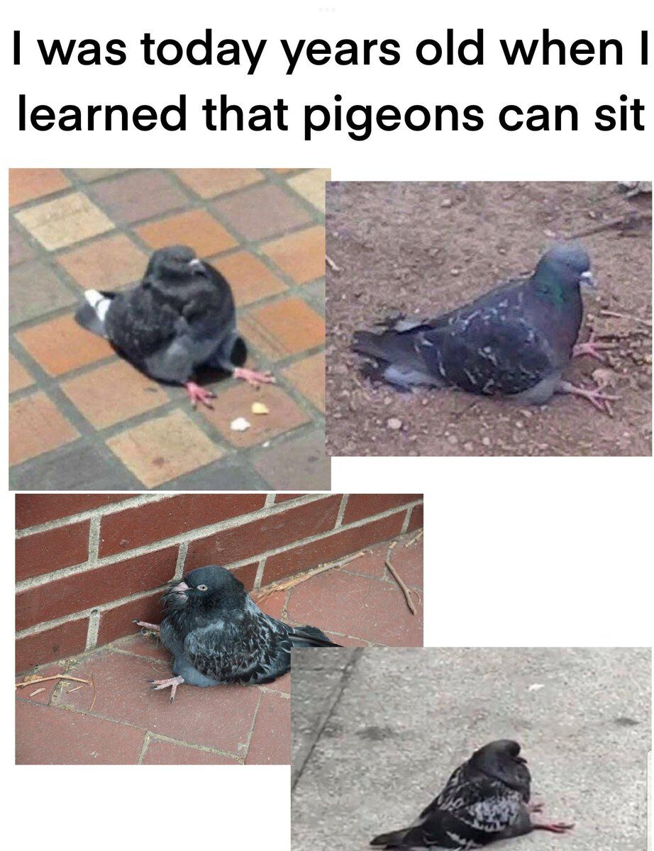 WholesomeMeme's tweet image. 