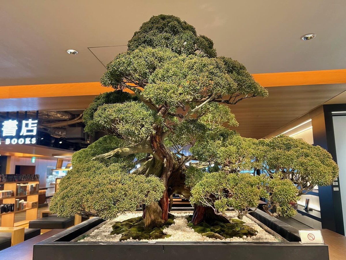 GT_jpculture's tweet photo. \販売中/
【盆栽】真柏 樹齢約200年
chinese juniper
#銀座蔦屋書店 #銀座 #蔦屋書店 #ギンザシックス #盆栽 #真柏 #シンパク #冬 #舎利 #捻転 #枝葉 #アート #見立て #雪 #白砂 #Ginza #GSIX #Bonsai #chinesejuniper #Simpaku #Winter #Shari #Twist #Art #snow https://t.co/W7ThJsujYp