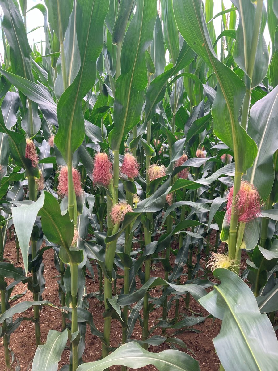 DKC4231, la référence G2, prouve encore ses performances en 2024 🌽
📈 Stabilité du rendement
💧Robustesse lors des épisodes de stress hydrique
✅Résultats au rendez-vous dans toutes les régions

Retours d’expériences agriculteurs, essais et résultats ➡️ yvoir.fr/communiques-de…