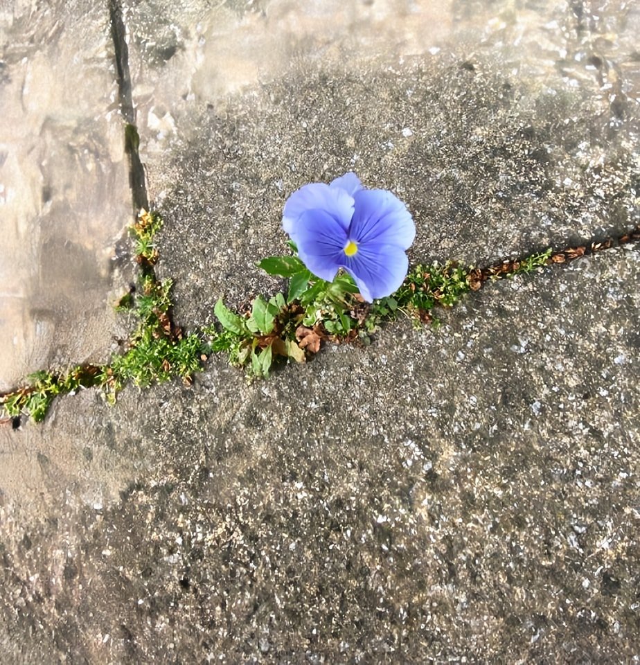 artindetails's tweet photo. — when you choose to bloom https://t.co/zF0WGYKK7u