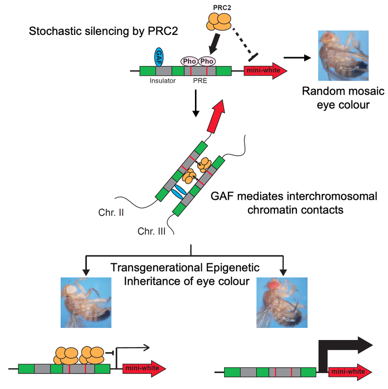 In a collaboration between two labs spanning both sides of the English Channel, scientists have discovered a new way in which the organisation of DNA within our cells affects genes for generations bit.ly/202412-sarkies