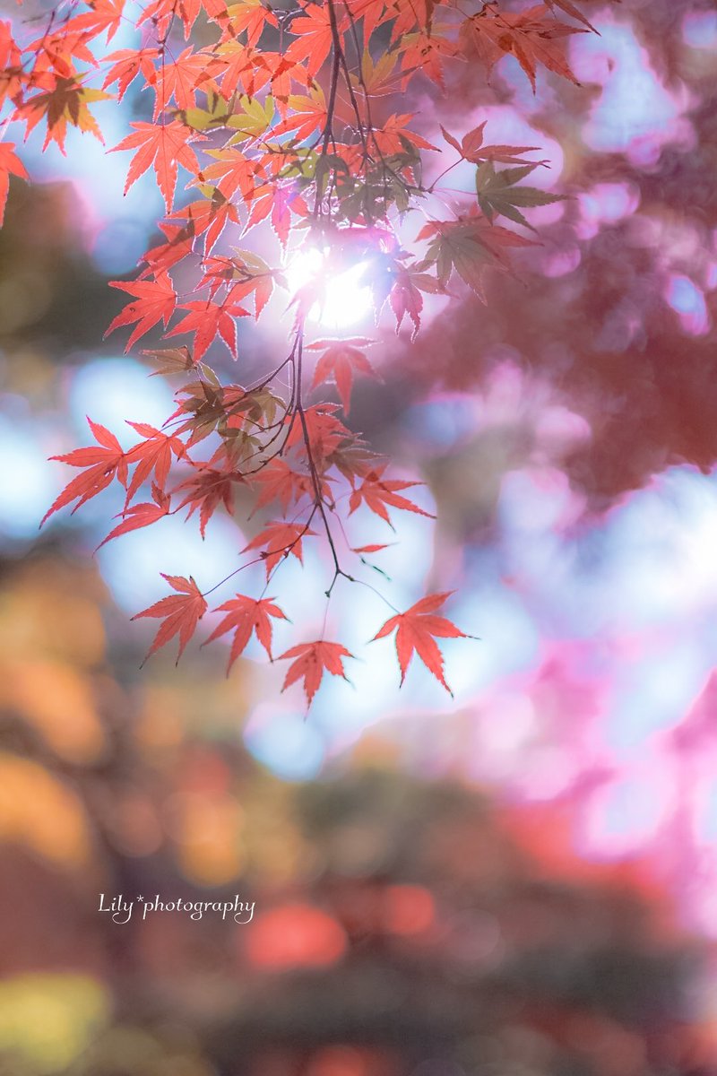 美しいひとときでした🍁

𓂃 𓈒𓏸𓋜
お返し訪問ゆっくりさせて頂きます