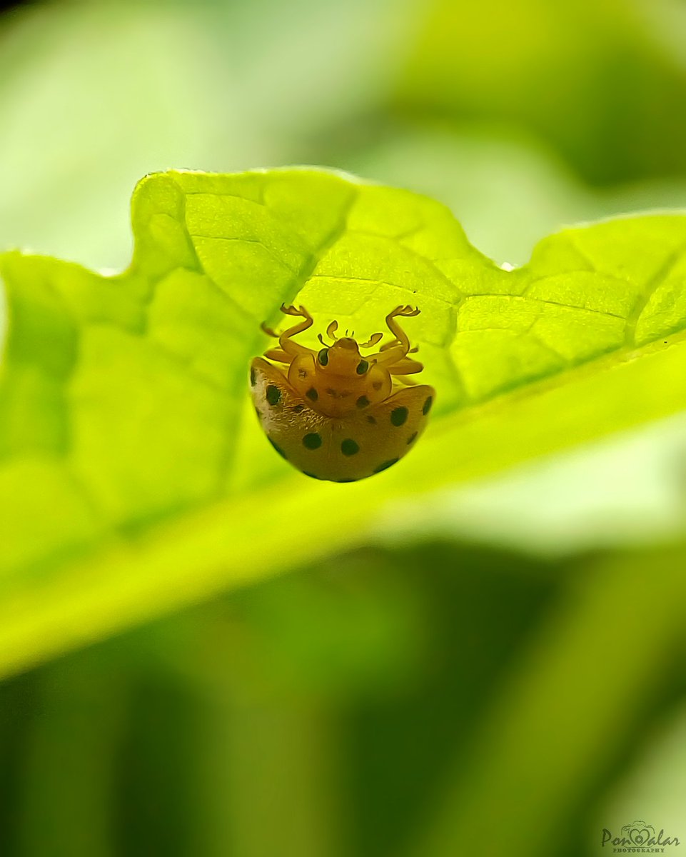 dr_malar's tweet photo. Mexican bean beetle on bitter gourd leaf 👍🏻

P.S. ~ Not so great focus, with the beetle running around on a swaying leaf..!! But posting for the fun I had, playing paparazzi 😅😝

#Tirunelveli #insectmacro #mobilephotography https://t.co/DH6QarY9Kt