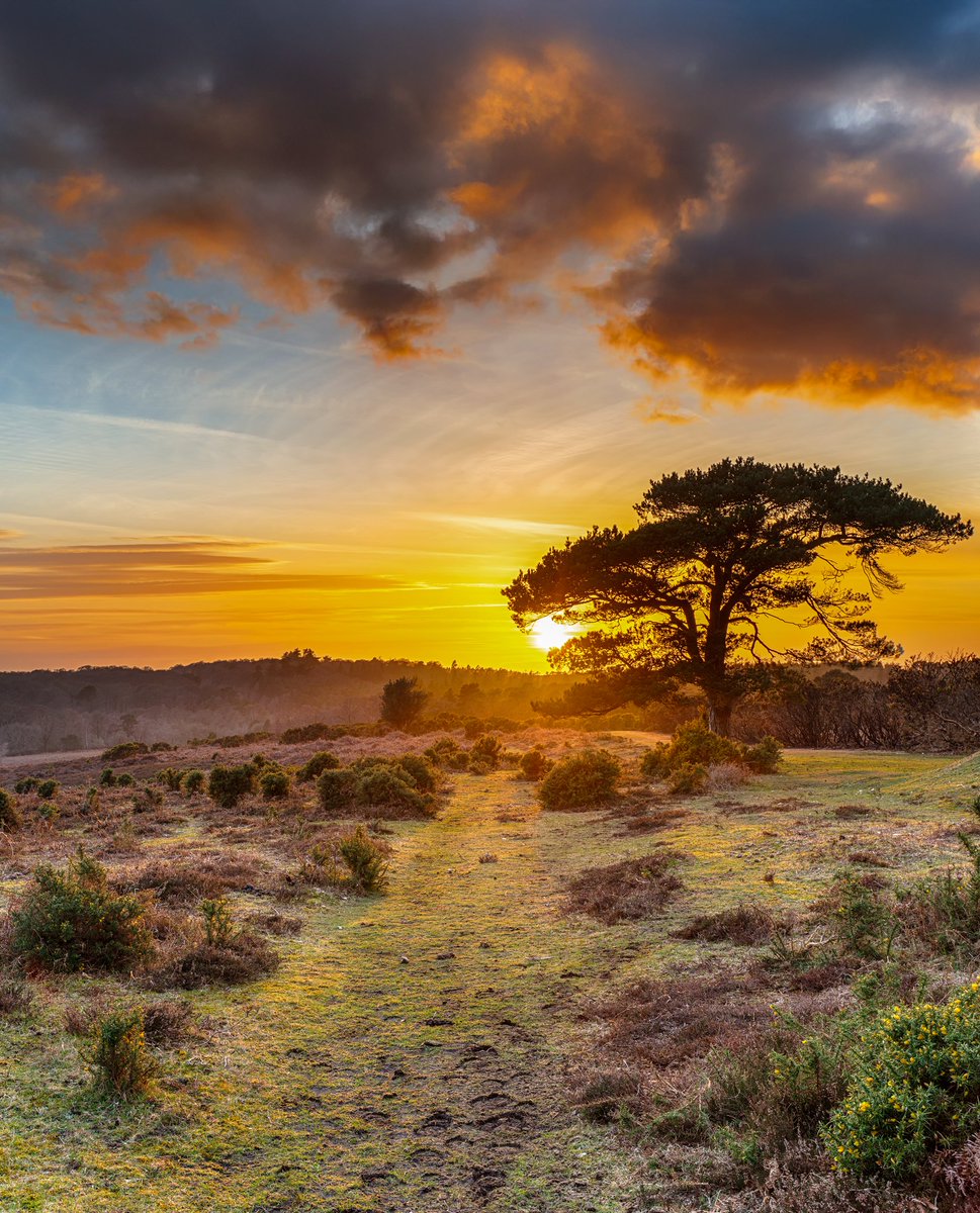 Stacks Property Search (@stacksproperty) on Twitter photo A New Forest sunset is something quite special. ☀ James Law, <a href="/Stacks_Dorset/">Stacks-Dorset</a>
#newforest #sunset #beautifulplaces #scenicengland #greenspaces #dorset #househunter #propertyfinder #buyingagent #walks #WeekendWanderer #outdoors #wildengland #peaceandquiet A New Forest sunset is something quite special. ☀ James Law, <a href="/Stacks_Dorset/">Stacks-Dorset</a>
#newforest #sunset #beautifulplaces #scenicengland #greenspaces #dorset #househunter #propertyfinder #buyingagent #walks #WeekendWanderer #outdoors #wildengland #peaceandquiet