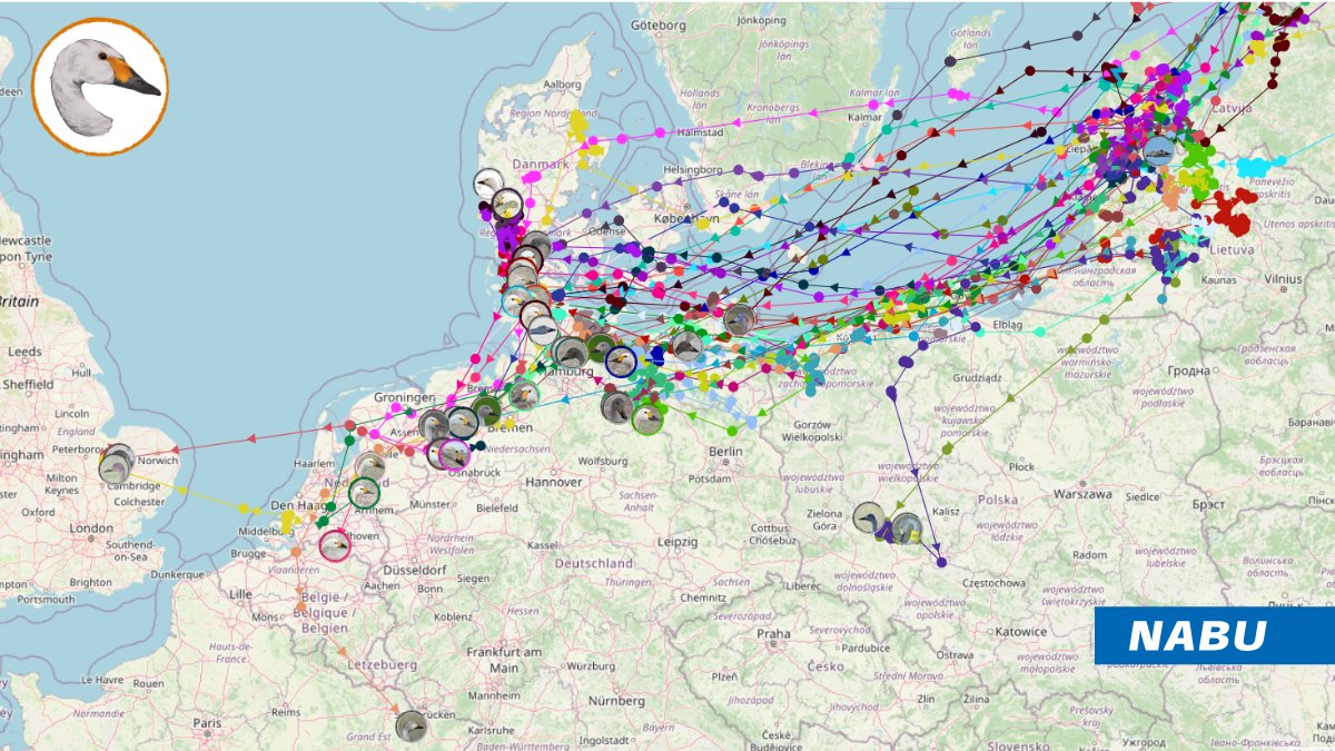 Migration's done, #Bewick's are back! 🎉
89% of our tagged swans returned from their breeding areas. We have even news from some thought dead: Some had zero batteries charges which are now slowly recovering, and Bonnie has been spotted: she only lost her tracker, not her life!