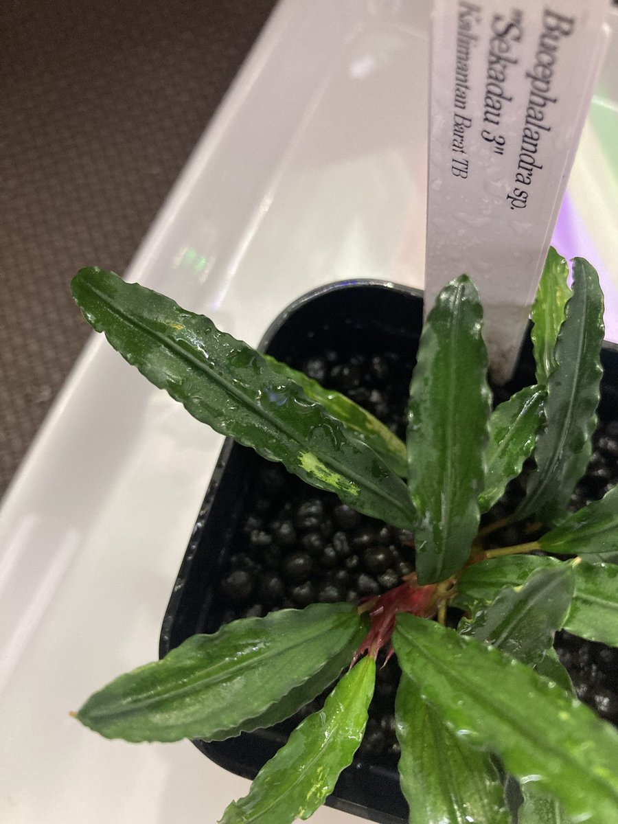 フェネストラタルム ムリアディ TB 【公式通販】