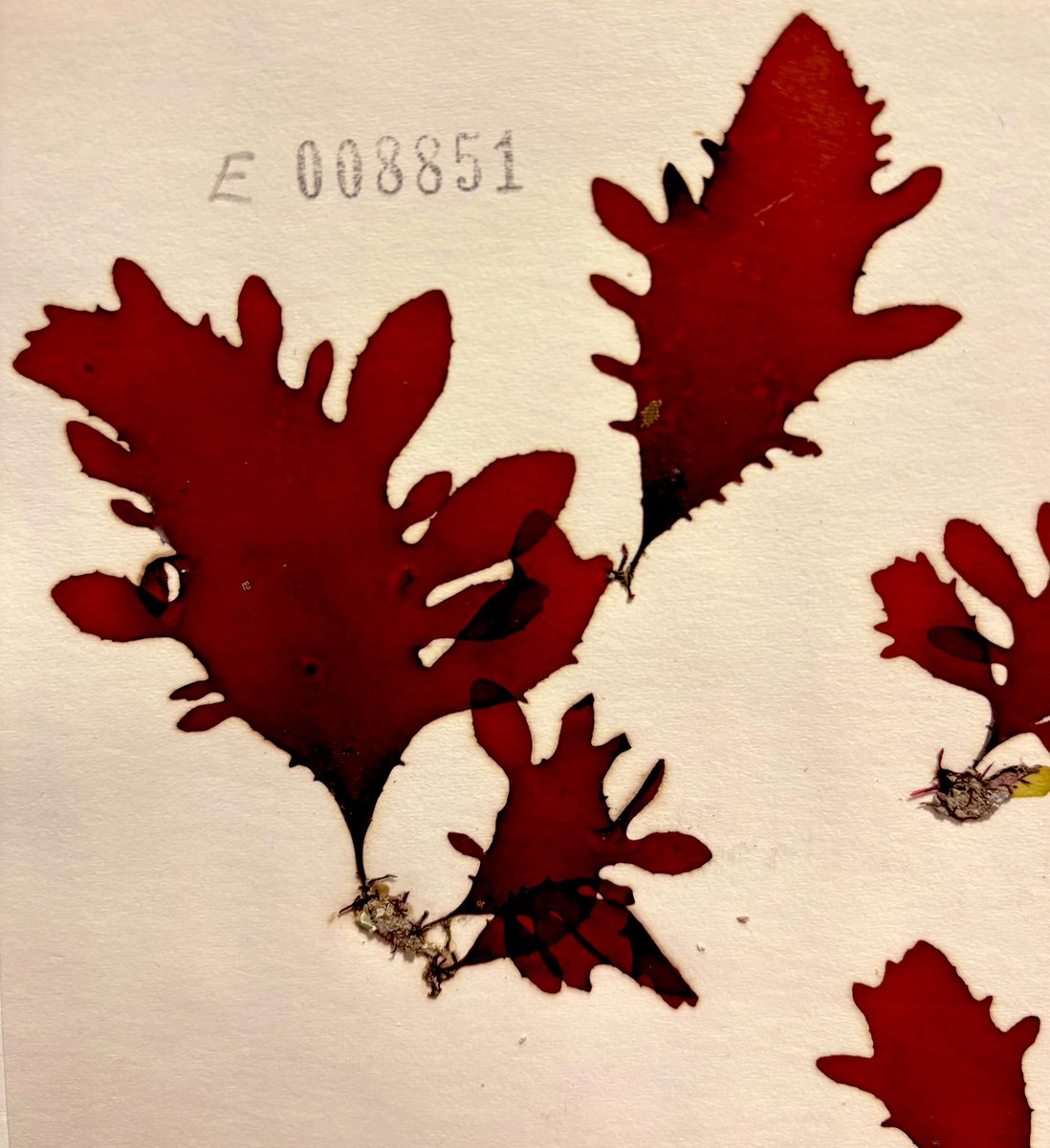 Barcoding our seaweed herbarium, Calliblepharis ciliata.