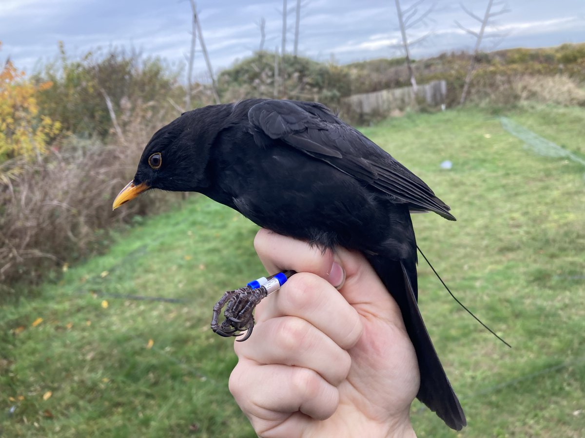 Tjomme van Mastrigt (@tjommem) on Twitter photo New paper on the role of immune status in stopover departure decisions of autumn-migrating blackbirds: nsojournals.onlinelibrary.wiley.com/doi/full/10.11… with <a href="/kevazingo/">Kevin Matson 🐩 🐦 🦜🐕</a> and others <a href="/niooknaw/">NL Inst of Ecology</a>, <a href="/WECatWUR/">Wildlife Ecology & Conservation Group at WUR</a> and <a href="/WURmarine/">WUR Marine</a>. New paper on the role of immune status in stopover departure decisions of autumn-migrating blackbirds: nsojournals.onlinelibrary.wiley.com/doi/full/10.11… with <a href="/kevazingo/">Kevin Matson 🐩 🐦 🦜🐕</a> and others <a href="/niooknaw/">NL Inst of Ecology</a>, <a href="/WECatWUR/">Wildlife Ecology & Conservation Group at WUR</a> and <a href="/WURmarine/">WUR Marine</a>.