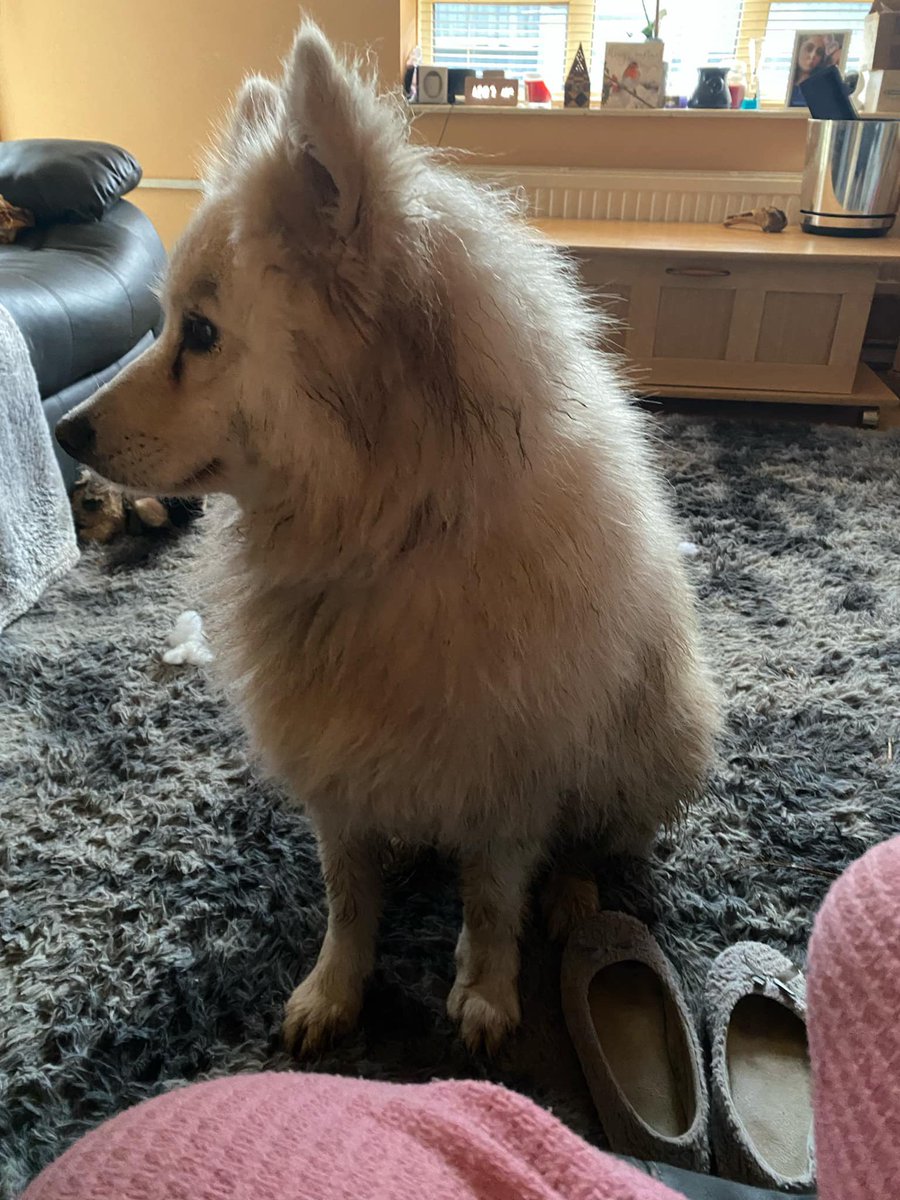 CakeofDoom's tweet photo. I think the pup could do with a fresh coat of paint 😂 happy adoption day to the scruffiest girl in the world 🐻‍❄️ ♥️ https://t.co/agxKSVAv90