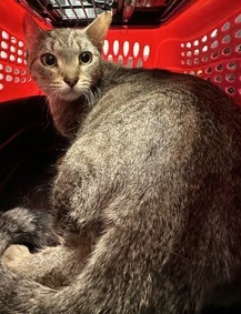 The Scoop New York • Subscribe Today! (@thescoopnewyork) on Twitter photo The Scoop New York has asked <a href="/NYCACC/">Animal Care Centers of NYC</a> <a href="/nycHealthy/">nychealthy</a> for details about the reported death of a pregnant cat, Granola Bar, during a botched spay operation earlier this month.
facebook.com/10006722504458… The Scoop New York has asked <a href="/NYCACC/">Animal Care Centers of NYC</a> <a href="/nycHealthy/">nychealthy</a> for details about the reported death of a pregnant cat, Granola Bar, during a botched spay operation earlier this month.
facebook.com/10006722504458…