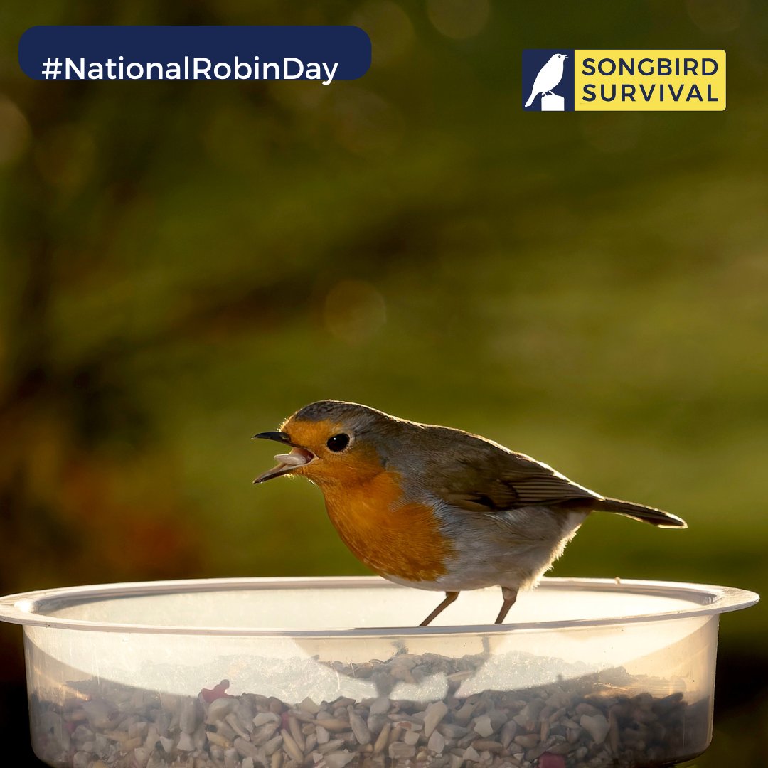 We are excited to announce a special winter offer for National Robin Day from our partner, @EcoBirdFood with a special bird food blend and 10% of the purchase price will be donated to SongBird Survival. ‍Join us in making a difference this winter!   ecobirdfood.com/product/robin-…