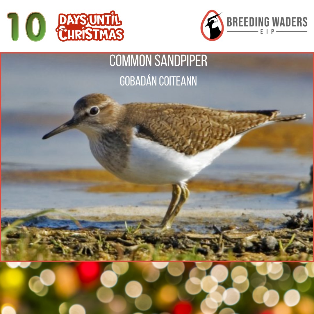 Join us on our countdown to Christmas over the next 10 days.

10. Common Sandpiper, Gobadán coiteann(as gaeilge)
A small-medium sized Wader that can be identified by its habit of continually bobbing its rear body, especially after movement or upon landing. Nests on the ground