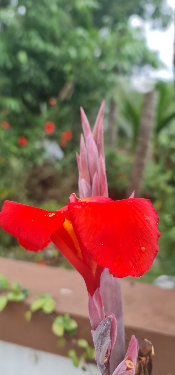 Red flower