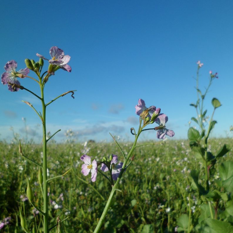Looking to boost your crop resilience? Sea2Soil helps crops deal with stress while improving nutrient availability, giving you a head start in growing season after season🌱

Find out more: buff.ly/3Djpt3M