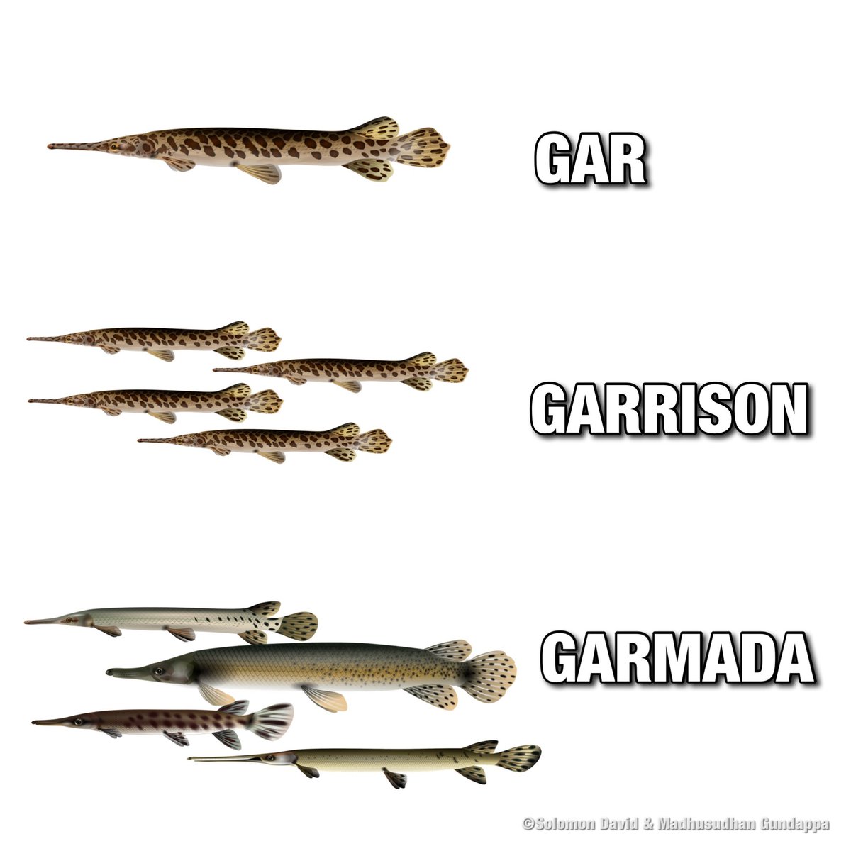 Dr. Solomon David tweet media