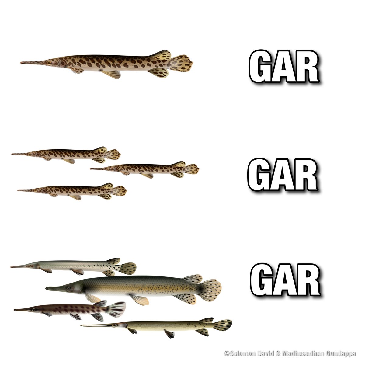 Dr. Solomon David tweet media