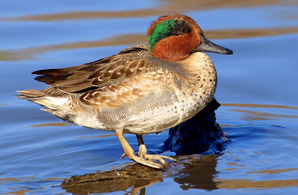 kala61857's tweet photo. Last 2 Shots 6 Minutes Apart A & B
Bless his heart, he posed in both directions for me. Which do you think is his better side?
Green-winged Teal (Anas carolinensis)
https://t.co/R4j1lq7JsR
#duck #wildlifephotography #WinterDucks https://t.co/S5dJZIMftm