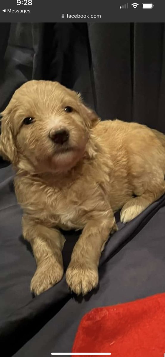 AlisaWa26283714's tweet photo. My new baby is coming home in January.🥰 He needs a name. Any suggestions? Please. https://t.co/vACo0xfpCs
