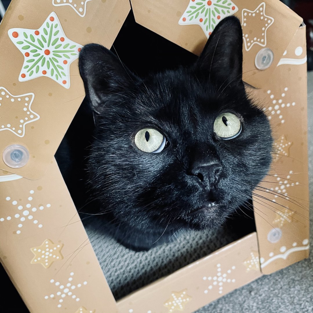 MelanieLampro's tweet photo. π€ I'm not around for this one tonight as I'm off doing stuff with @braverthan, but here are a couple of my fav' snaps of Goblin Frankenkitty (AKA #SpaCat) in her gingerbread house, doing #loaf and (shy) #tailsit poses!
πΎMerry Pawsmas, effurryones!
#MOGYOG #MMASYOG2024 πΊππ§ https://t.co/kTpmKnAZol