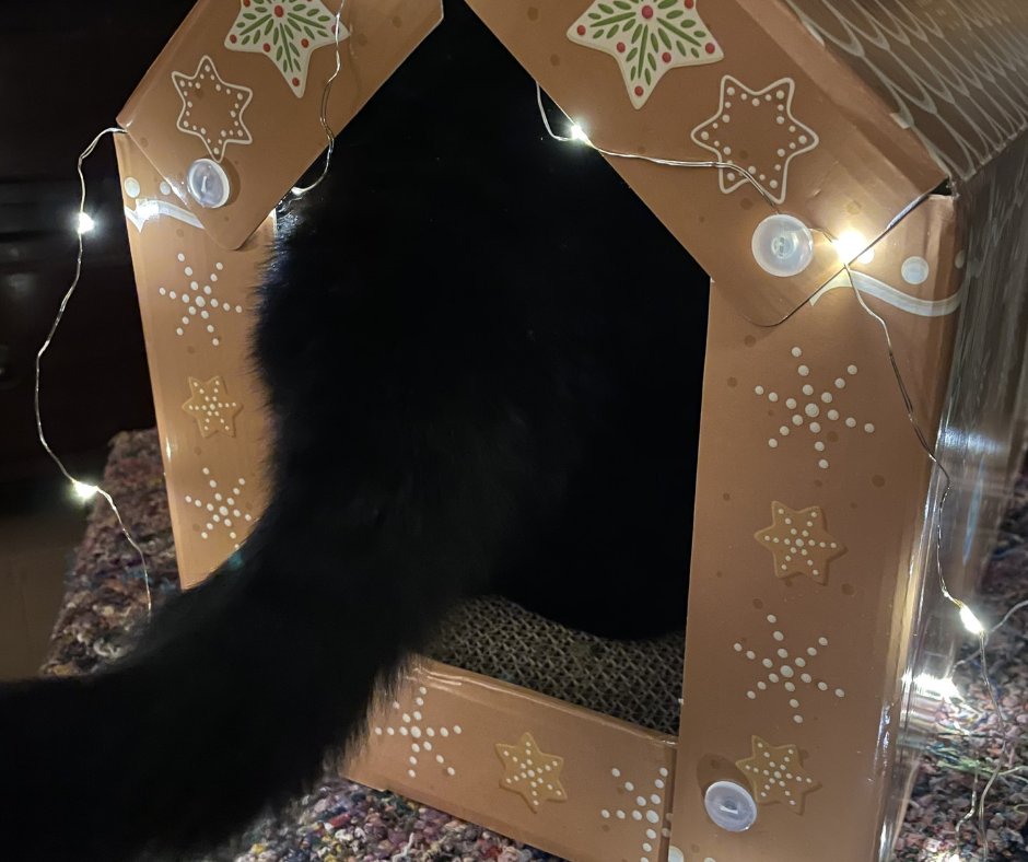 MelanieLampro's tweet photo. π€ I'm not around for this one tonight as I'm off doing stuff with @braverthan, but here are a couple of my fav' snaps of Goblin Frankenkitty (AKA #SpaCat) in her gingerbread house, doing #loaf and (shy) #tailsit poses!
πΎMerry Pawsmas, effurryones!
#MOGYOG #MMASYOG2024 πΊππ§ https://t.co/kTpmKnAZol