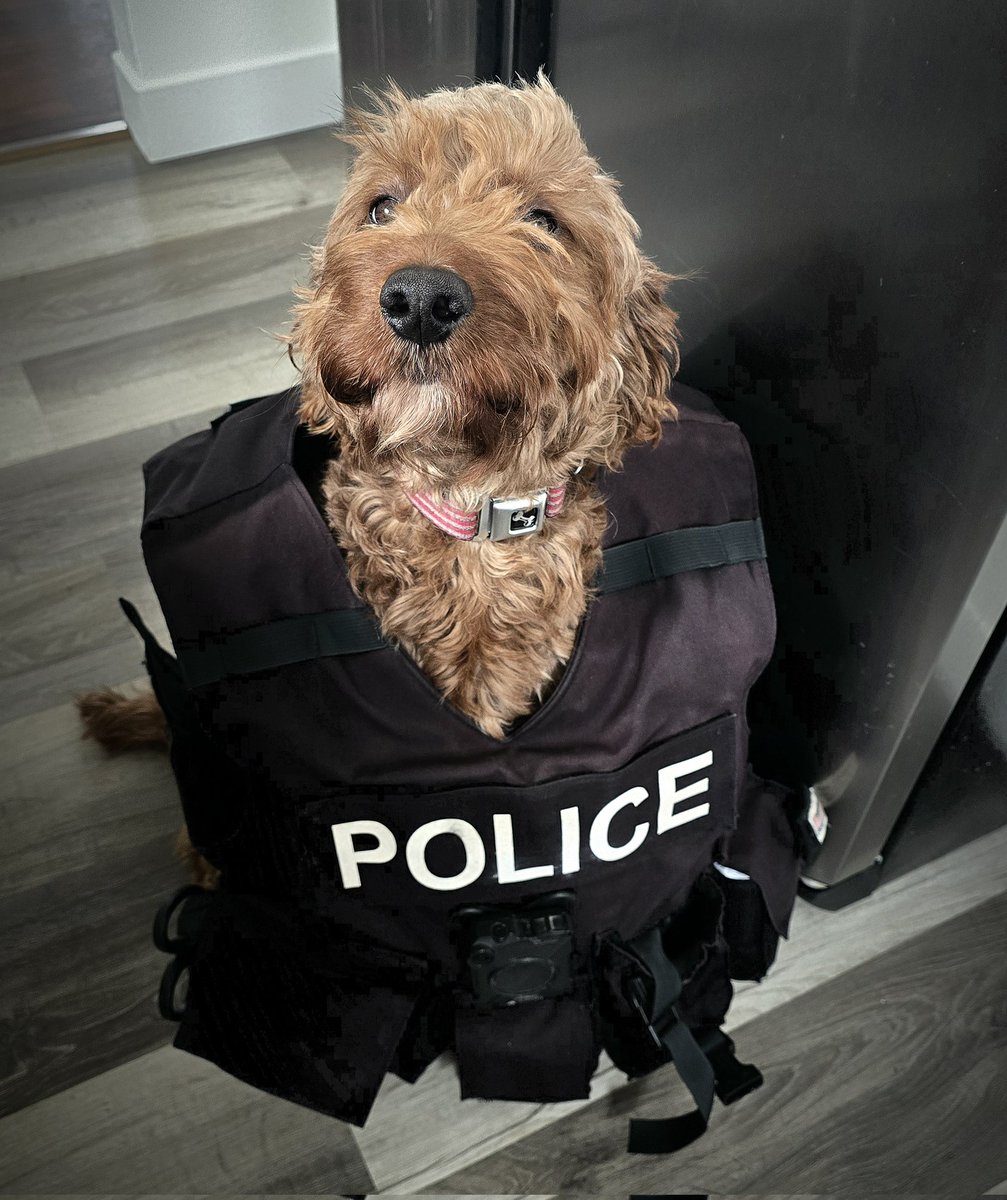 Eric Bruckner πΊπ² (@thinlinetrauma) on Twitter photo Apparently, someone thinks they can come to work with me. #idontevenworktoday #ineedthatback #Police #PawPatrol #family #FURresponder #thinblueline #partnersincrime #Blessed <a href="/OfficialOPLive/">On Patrol: Live</a> <a href="/pawpatrol/">PAW Patrol</a> Apparently, someone thinks they can come to work with me. #idontevenworktoday #ineedthatback #Police #PawPatrol #family #FURresponder #thinblueline #partnersincrime #Blessed <a href="/OfficialOPLive/">On Patrol: Live</a> <a href="/pawpatrol/">PAW Patrol</a>
