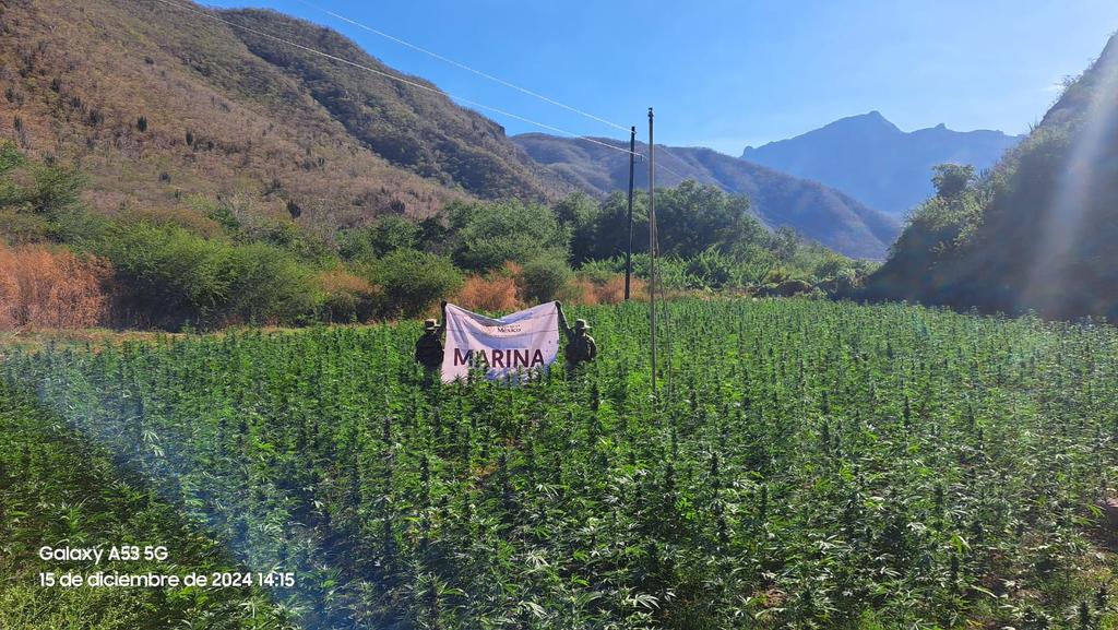 noelalvaradom's tweet photo. En #Tamazula, #Durango, la @SEMAR_mx erradicó cuatro plantíos de marihuana, con un área total de 4 mil 143 metros cuadrados, con 60 mil 360 plantas de marihuana, en los poblados #LasDuras y #ElConfital
@SEDENAmx @SSPC_SLP @SEGOB_mx @FGRMexico @FGR_Durango https://t.co/QAgLALHxU9