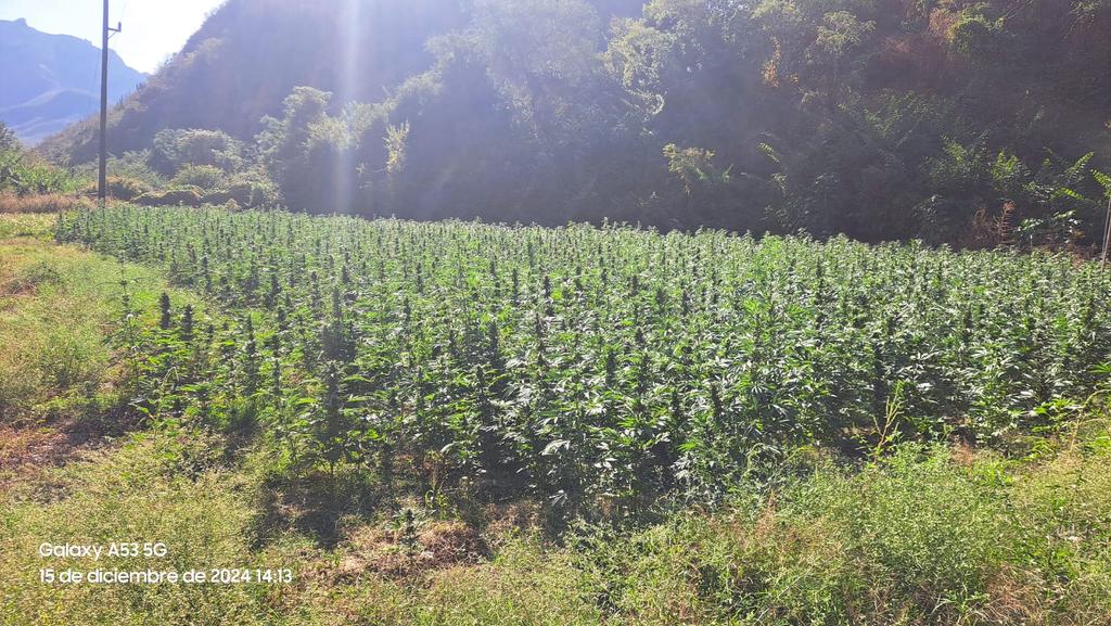 noelalvaradom's tweet photo. En #Tamazula, #Durango, la @SEMAR_mx erradicó cuatro plantíos de marihuana, con un área total de 4 mil 143 metros cuadrados, con 60 mil 360 plantas de marihuana, en los poblados #LasDuras y #ElConfital
@SEDENAmx @SSPC_SLP @SEGOB_mx @FGRMexico @FGR_Durango https://t.co/QAgLALHxU9