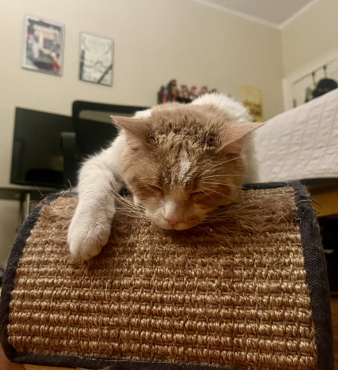 Andy_Truc's tweet photo. Please enjoy these pictures of my cat in the meantime https://t.co/fKrLprdfbo