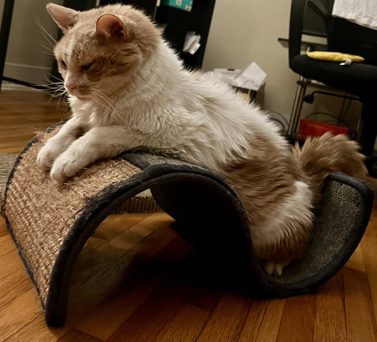 Andy_Truc's tweet photo. Please enjoy these pictures of my cat in the meantime https://t.co/fKrLprdfbo