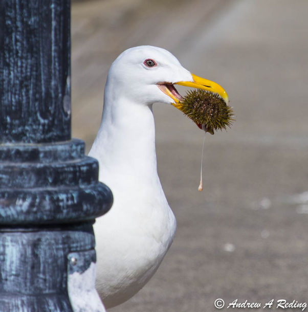 Do you have pictures of gulls eating stuff? We've just launched a brand new citizen science project that aims to collate photos of what gulls are eating - for science! If you think you can help, register at CitSci  citsci.org/projects/gulls…. <a href="/_BTO/">BTO</a> <a href="/Team_eBird/">eBird</a> <a href="/Natures_Voice/">RSPB</a> 1/2