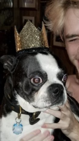 My best friend of 15 years passed away this morning. 

Thanks for being everything I could have asked for and more in a companion. Love you bud.

Rest in peace Bandit. 💙🕊️