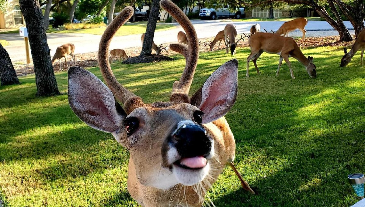 deershouldnt's tweet photo. Full of whimsy :p https://t.co/NLygdVSSIx